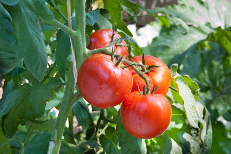 Pomidory - uprawa i pielęgnacja