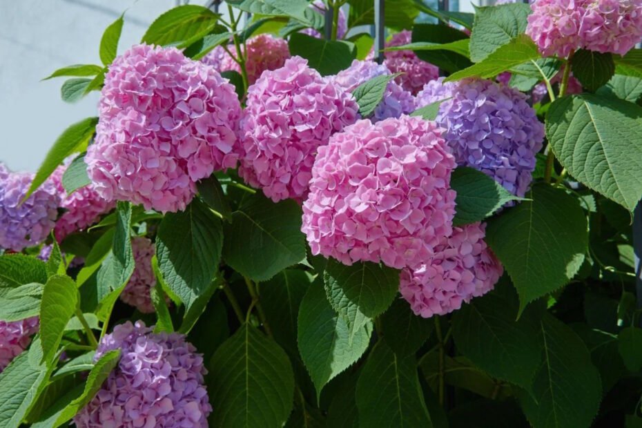 Hortensja – krzew z chmurkami kolorowych kwiatów