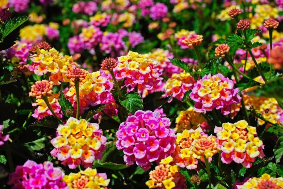 Lantana – roślina zmieniająca kolor kwiatów