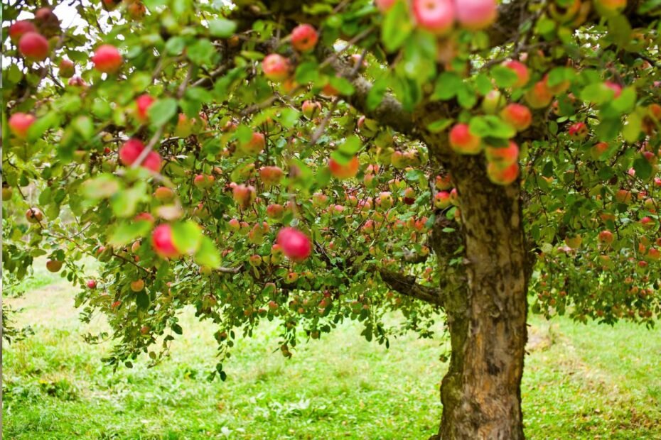 Najsmaczniejsze odmiany jabłek. Jak wybrać?