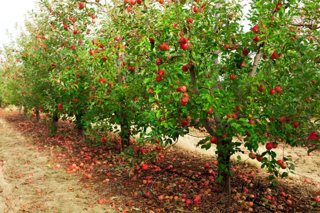 Zimowe odmiany jabłek