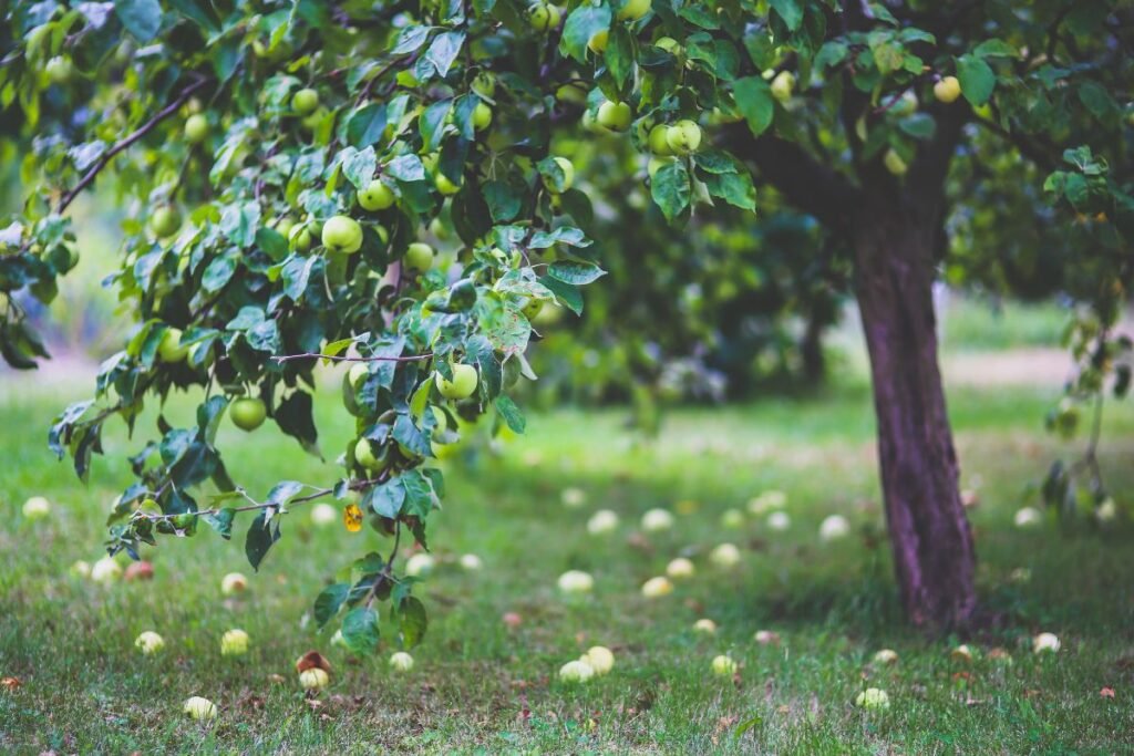 Letnie odmiany jabłoni