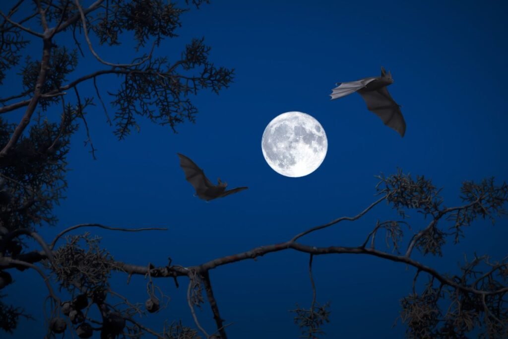 Jak nietoperze poruszają się w nocy?