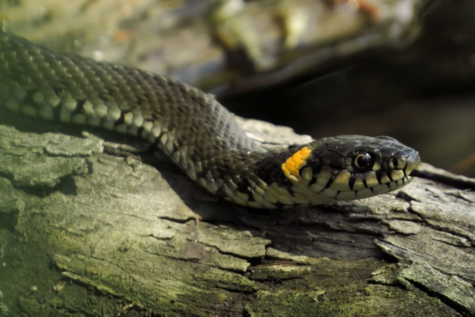 Wąż – zabijający gryzonie gość w gospodarstwie