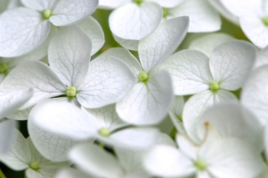 Białe kwiaty w Twoim ogrodzie pomogą uspokoić umysł i dodadzą energii
