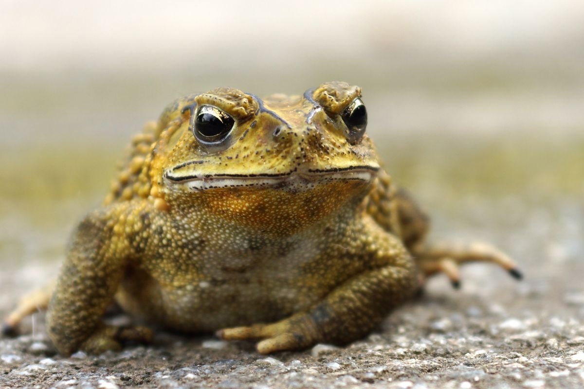 Oko Ropuchy Ropuchy – Twoi sprzymierzeńcy w walce ze szkodnikami