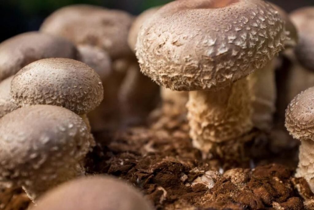 Uprawa grzybów shiitake – kompletny przewodnik po uprawie grzybów we własnym ogrodzie