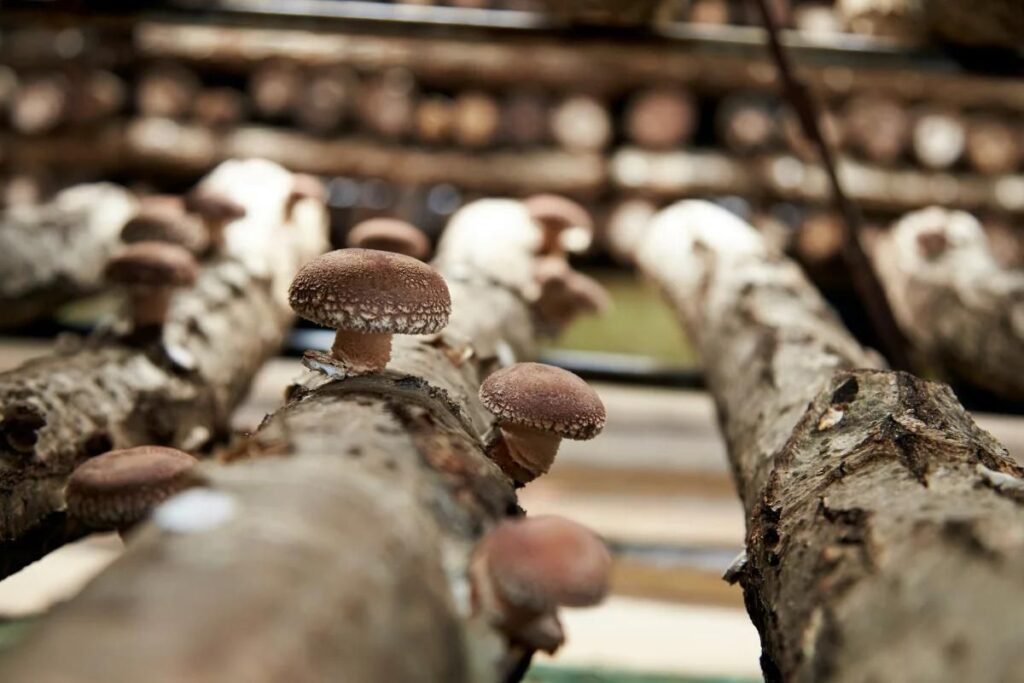 Uprawa grzybów shiitake – kompletny przewodnik po uprawie grzybów we własnym ogrodzie