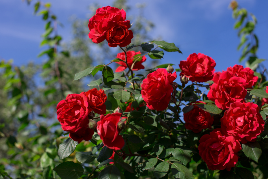 Róża – królowa kwiatów