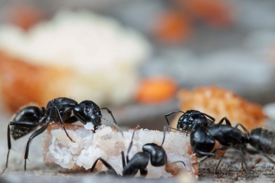 Zamieszkały z Tobą mrówki? Wyeliminowanie ich jest bardzo proste