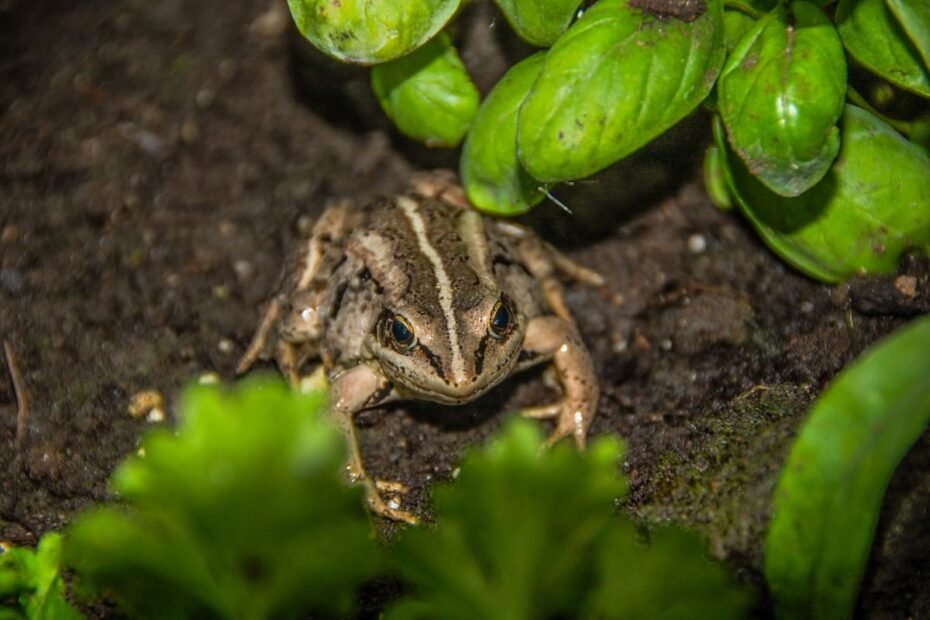 Żaby w ogrodzie – czy naprawdę jedzą truskawki?